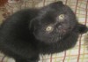 Фото Клубные котята питомника "sweettoy"