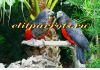 Фото Грифовый или щетиноголовый попугай (Psittrichas fulgidus) ручные птенцы из питомника