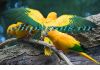 Фото Аратинга золотая (Aratinga guarouba) - птенцы из питомника