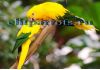 Фото Аратинга золотая (Aratinga guarouba) - птенцы из питомника