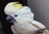 Фото Ручные птенцы синеочковый какаду (Cacatua ophthalmica) из питомника
